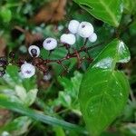 Psychotria deflexa Fruit