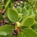 Arctostaphylos pungens Folio