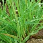 Luzula alpinopilosa Leaf