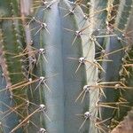 Cereus hildmannianus Folha