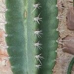 Neoraimondia herzogiana Leaf