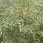 Salix exigua Blatt