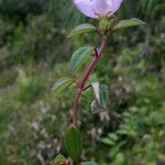 Heterotis decumbens आदत