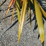 Phormium tenax Levél