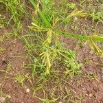 Cyperus iria Blatt