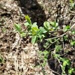 Lonicera caerulea Folha