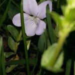 Viola elatior Flower
