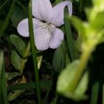 Viola elatior പുഷ്പം