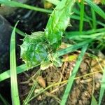 Citronella mucronata Leaf