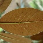 Rhododendron arizelum Leaf