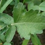 Brassica fruticulosa Hoja