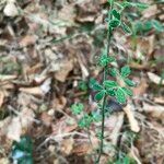 Cytisus hirsutus Leaf