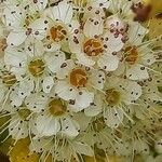 Physocarpus capitatus പുഷ്പം