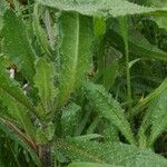 Picris echioides 叶