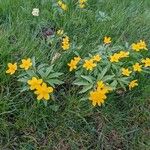 Anemone ranunculoides Habit