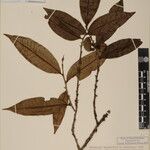 Eurya cerasifolia 其他