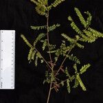 Indigofera cylindracea Outro