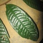 Iryanthera hostmannii Levél