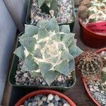 Ariocarpus retusus Yaprak