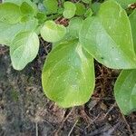 Salpichroa origanifolia Leaf