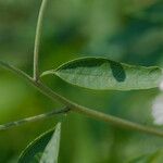 Brickellia eupatorioides List