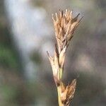 Carex divulsa Fleur