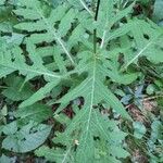 Cirsium alsophilum Leaf