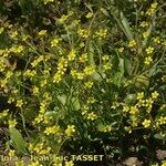 Ranunculus ophioglossifolius Libunga