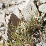 Carex glacialis Habitatea