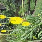 Kniphofia uvariaപുഷ്പം