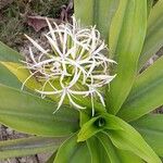 Crinum asiaticum Blodyn