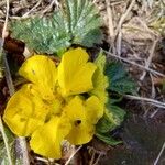 Geum montanum Flower