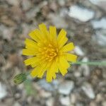 Hieracium glaucinum Flower