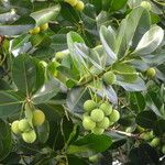 Calophyllum calaba Fruchs