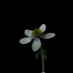 Anemonastrum obtusilobum موطن