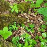 Pyrola elliptica Фрукт