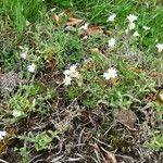 Cerastium arvense Habitus