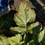 Brassica juncea पत्ता
