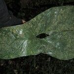 Nephthytis poissonii Hoja