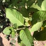 Iochroma cyaneum Blad