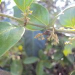 Chiococca alba Çiçek