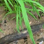 Leersia virginica Blatt