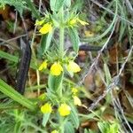 Sideritis montana Flower