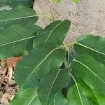 Ficus superba Hoja