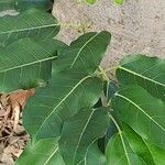 Ficus superba Blatt