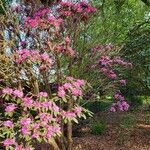 Rhododendron argyrophyllum ശീലം