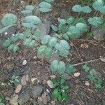 Bauhinia tomentosa Blatt