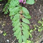 Callicarpa dichotoma Yaprak