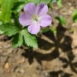 Geranium maculatumFlower