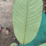 Annona neoinsignis Leaf